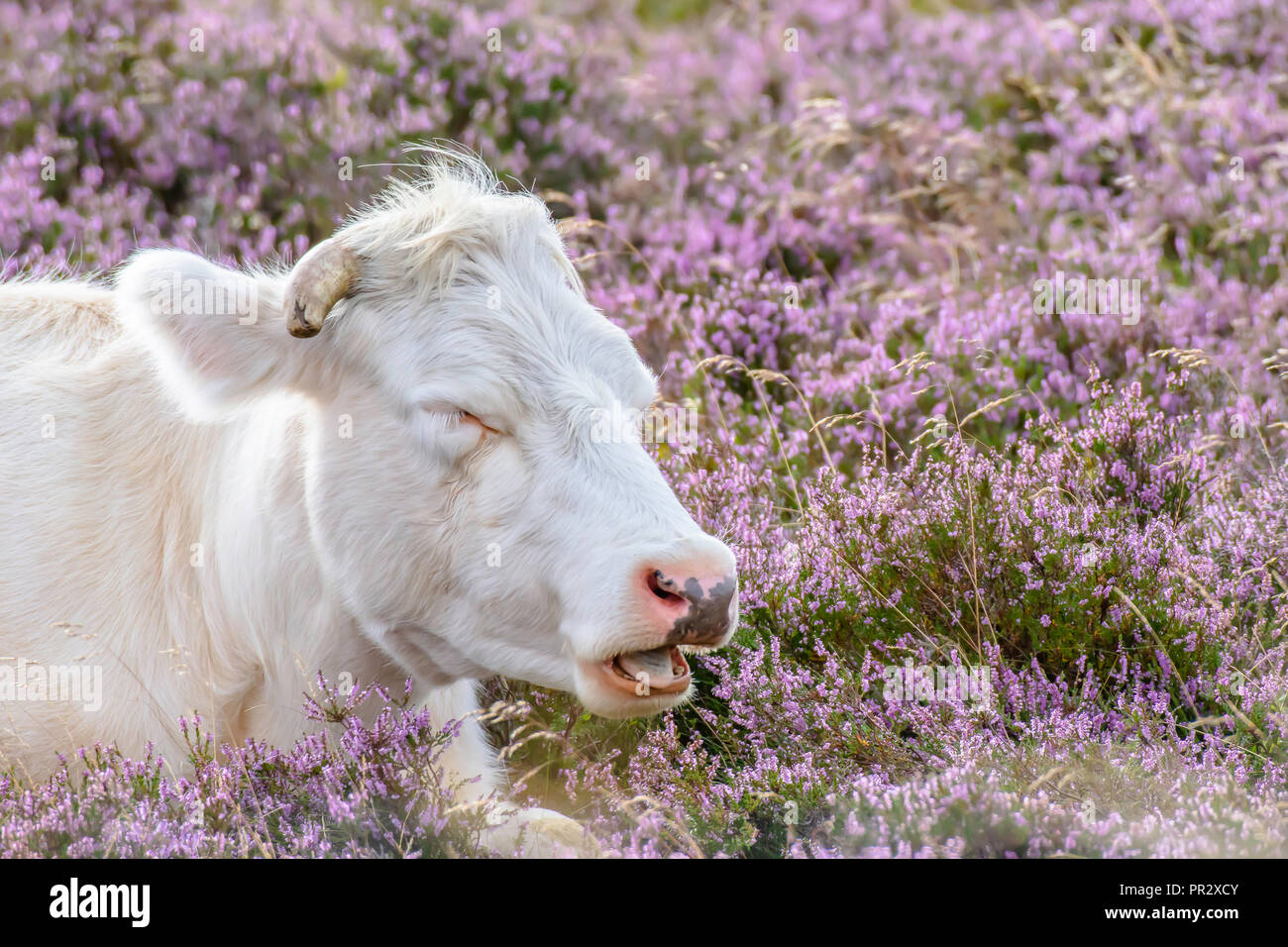 Vacca bianca dormire con muso aperto sulla brughiera coperta con vibrante viola heather flowers.Organic agricoltura nelle zone rurali del Regno Unito.I sogni dolci.spazio copia.pascolo. Foto Stock