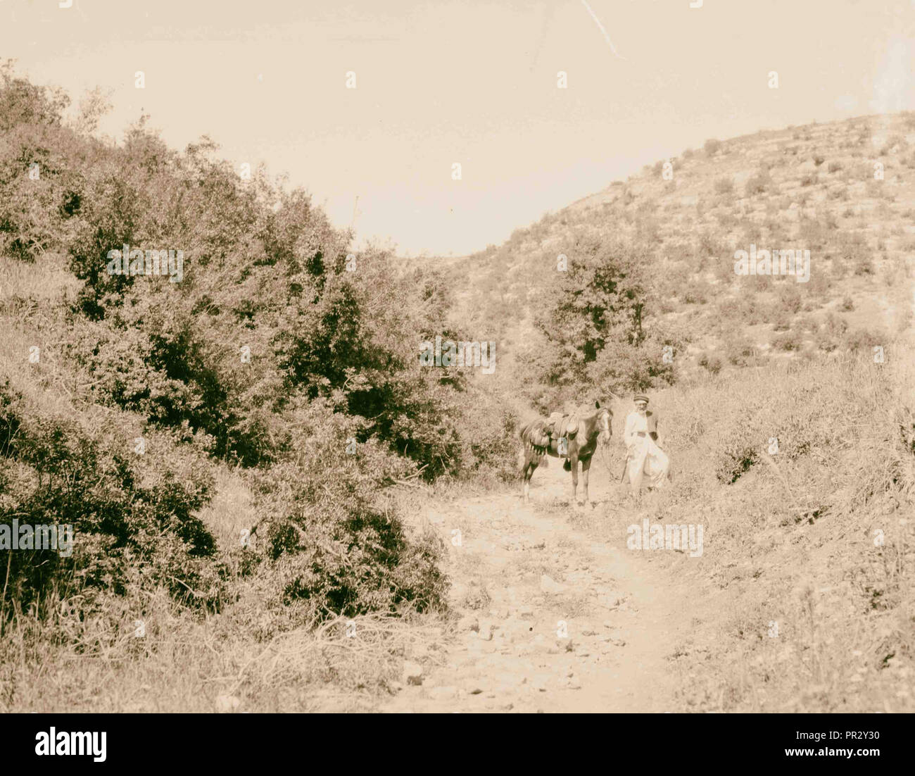 Il pittoresco percorso attraverso gli alberi 1898, Medio Oriente, Israele e/o la Palestina Foto Stock