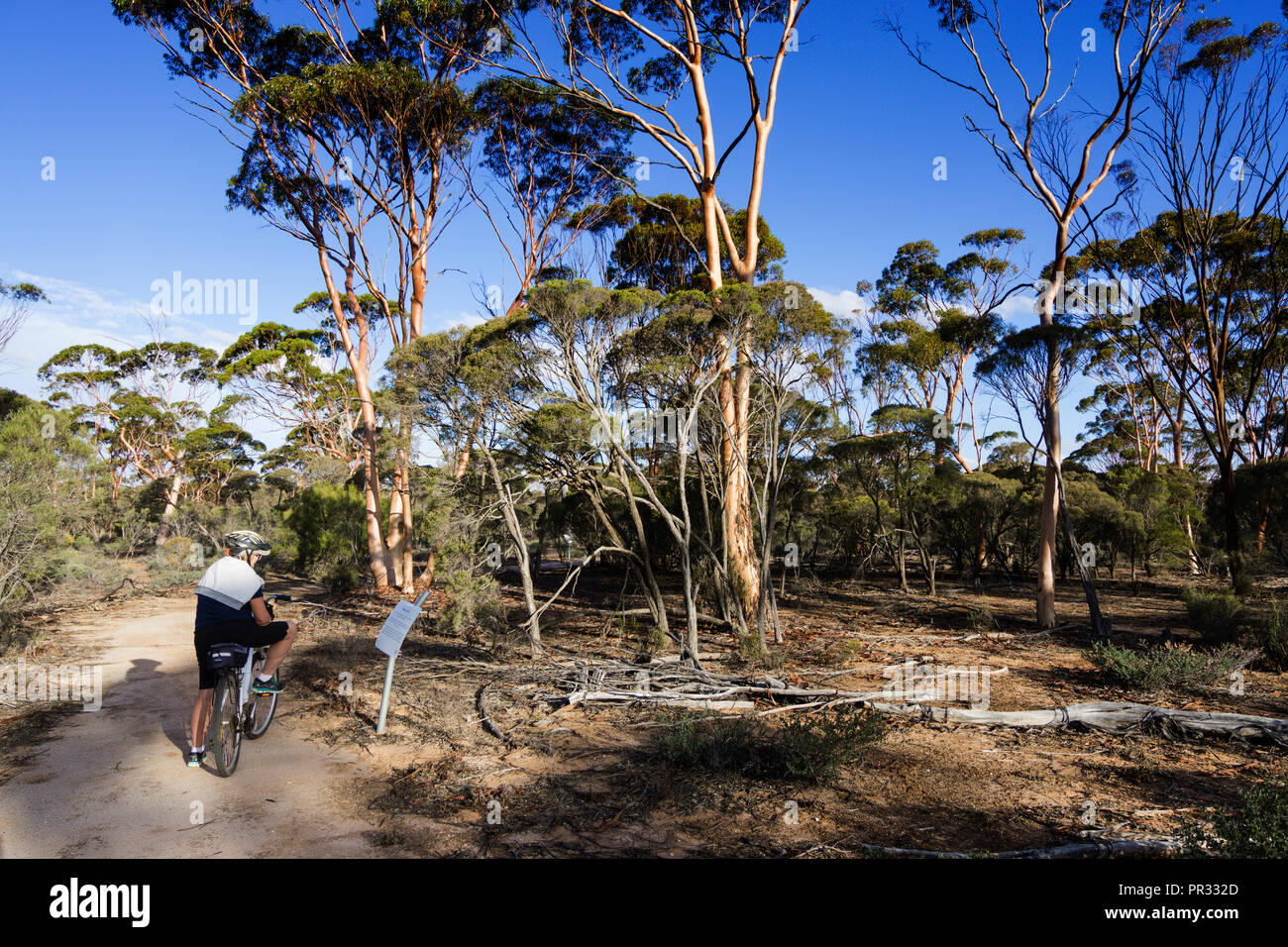 Bike rider su boschi e fiori selvaggi Heritage Trail Westonia Australia Occidentale Foto Stock