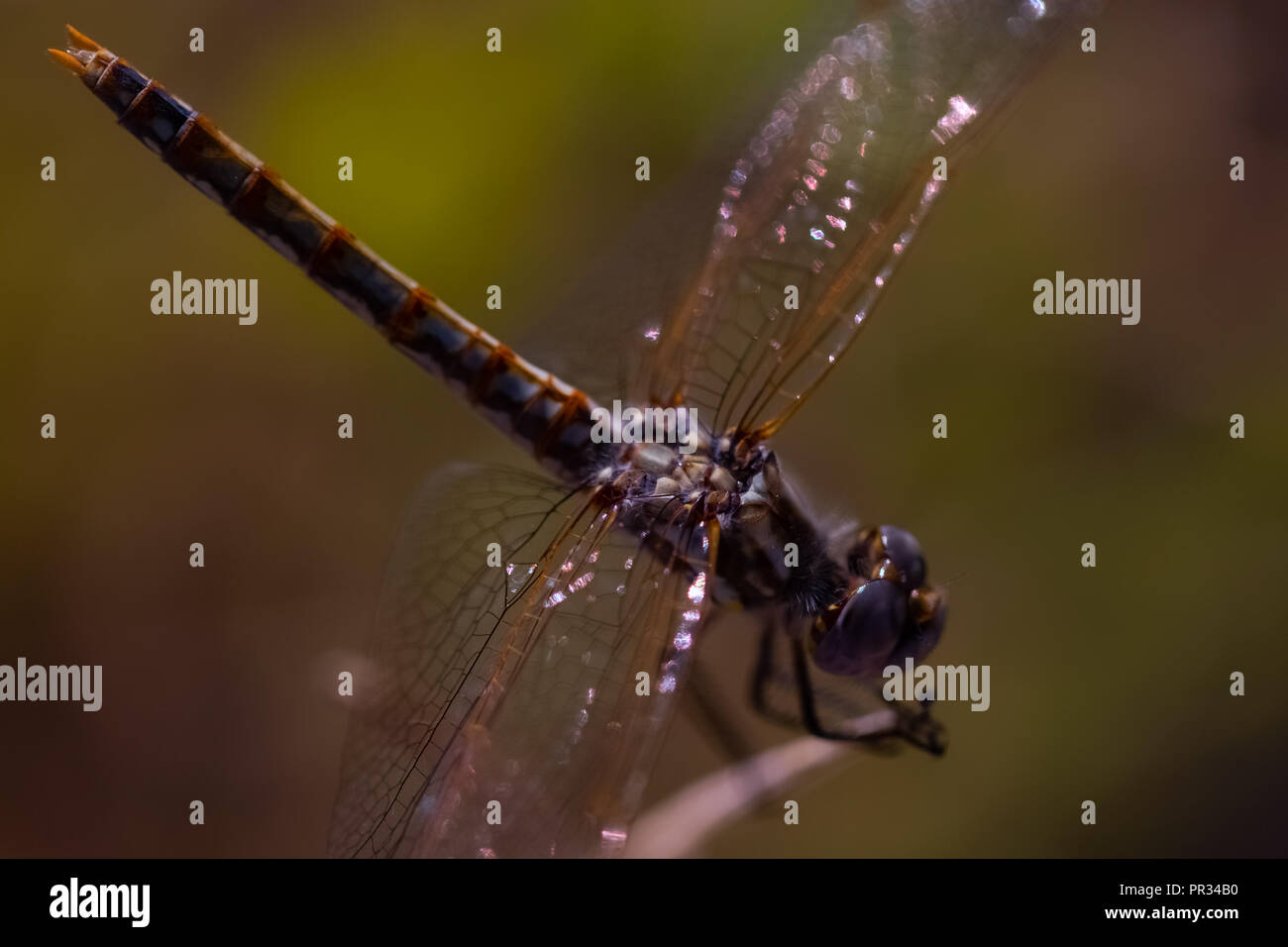 Dragonfly l'aria assassin Foto Stock Dragonfly l'aria assassin Foto Stock