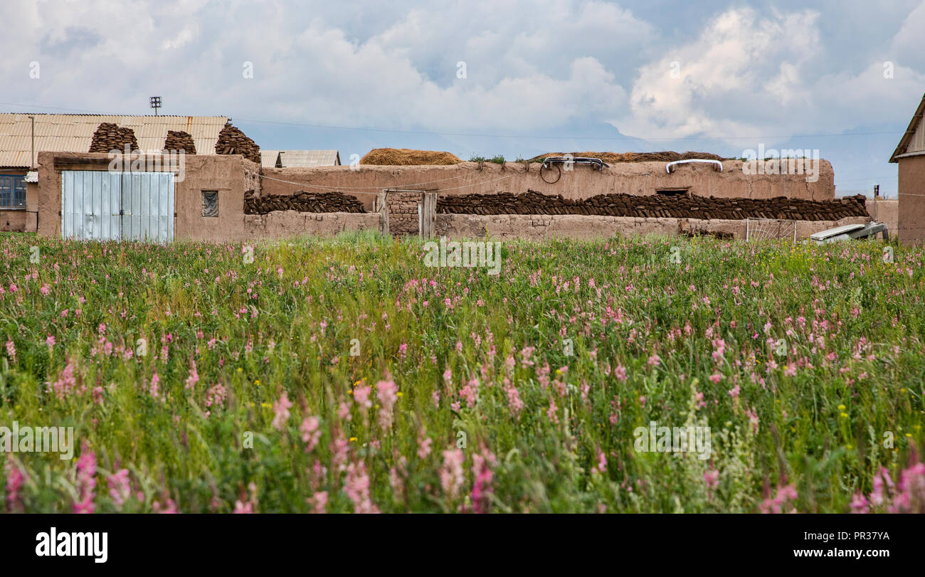 Splendidamente situato nell'Alay valle tra le montagne Zaalay e il Pamir, Sary Mogol è il punto di partenza per diverse escursioni. Foto Stock