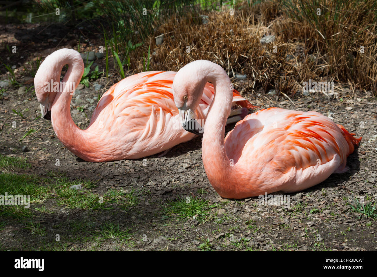 Una coppia di fenicotteri rosa posa sulla terra e appoggiato accanto a ogni  altro nel pomeriggio la luce del sole Foto stock - Alamy