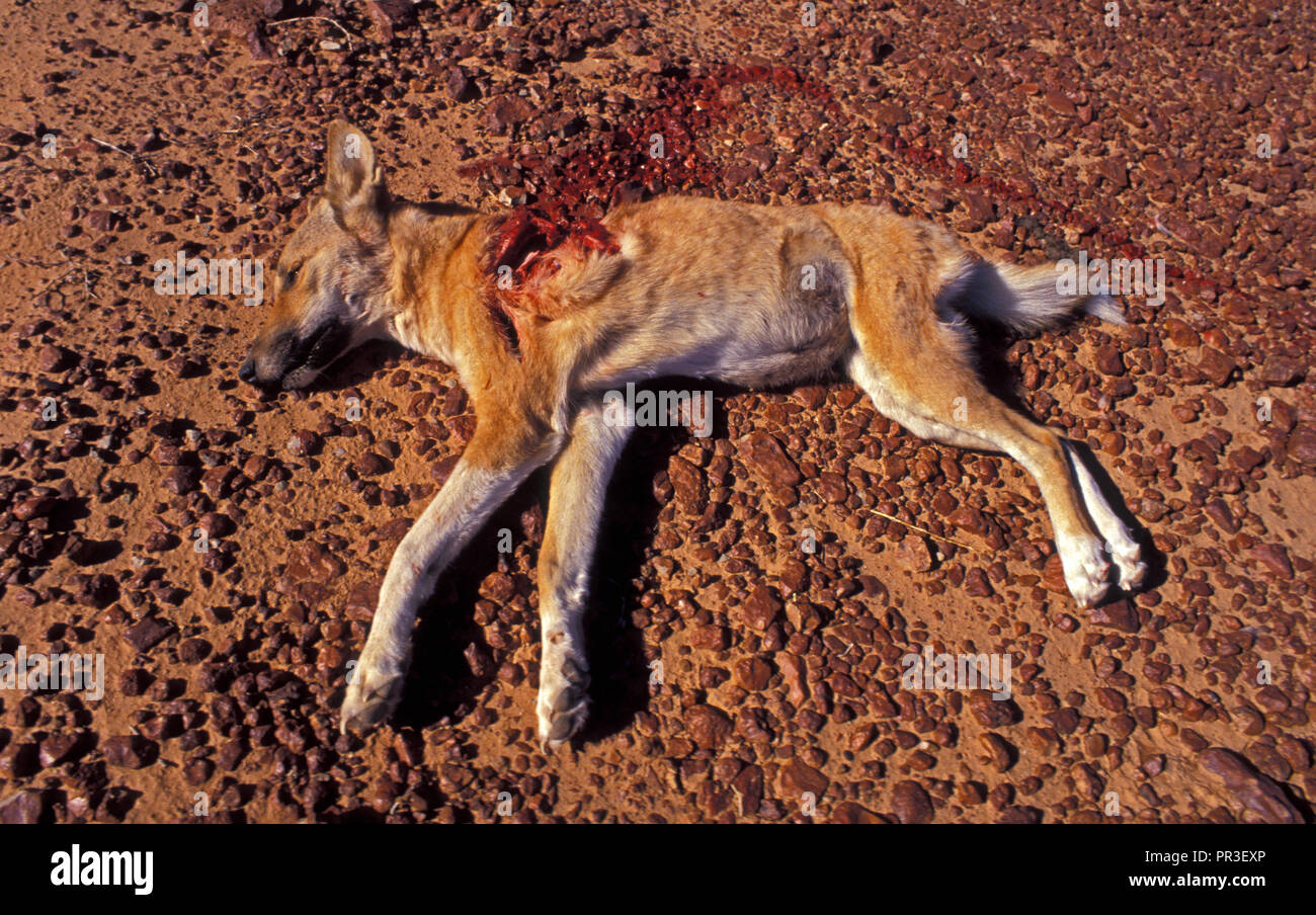 Giovani DINGO (canis familiaris) ucciso da un cuneo-tailed EAGLE, Territorio del Nord, l'Australia. Foto Stock