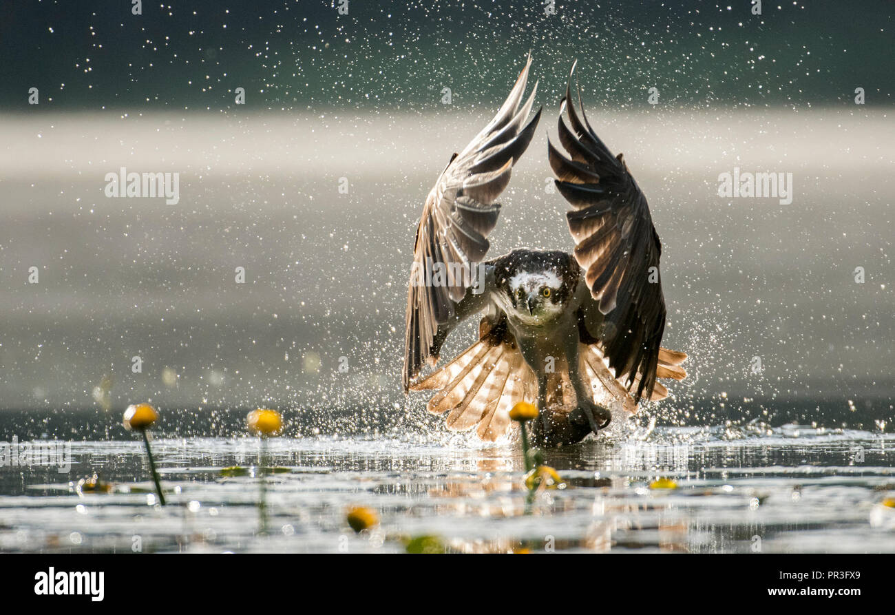 Falco pescatore (Pandion haliaetus) Foto Stock