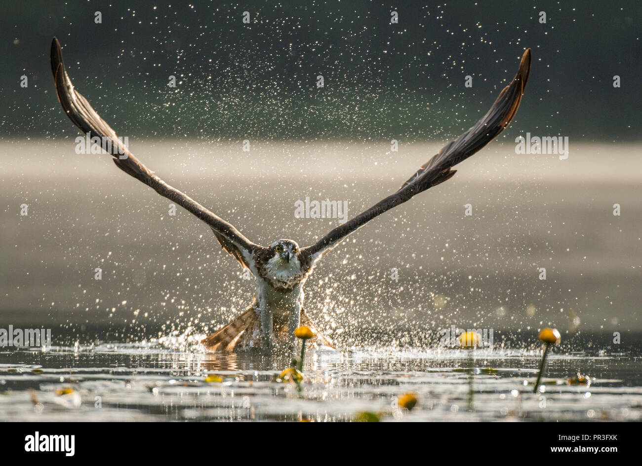 Falco pescatore (Pandion haliaetus) Foto Stock