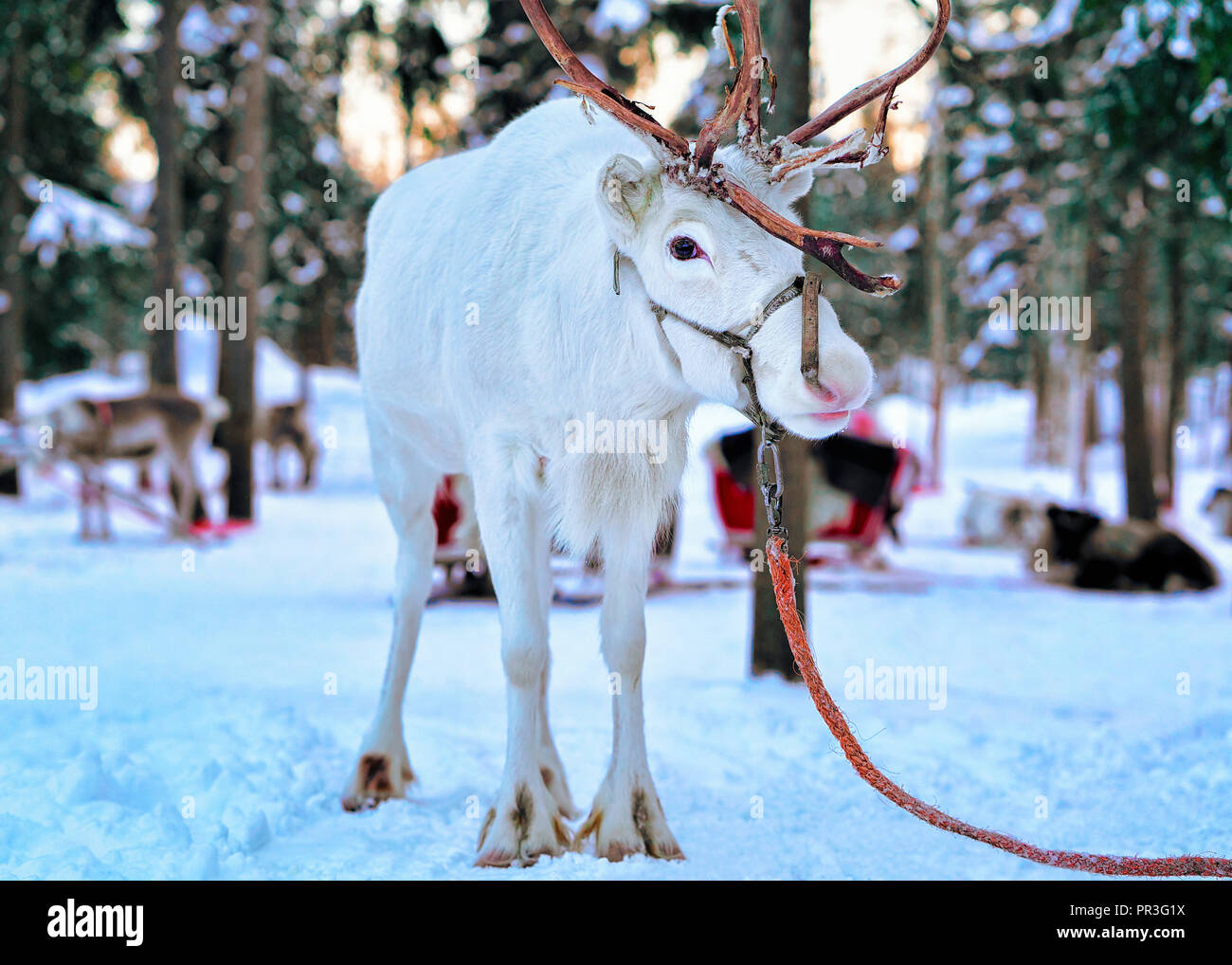 La renna. Neve a foresta finlandese Saami Farm. Rovaniemi, Finlandia,  Lapponia a Natale. A Nord Polo Artico Foto stock - Alamy