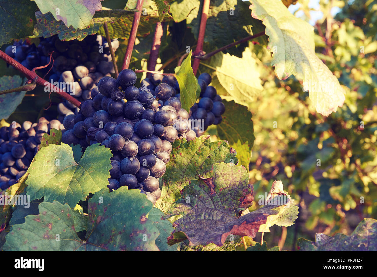 Close-up foto di uva da vino in una vigna tra le foglie in autunno prima del raccolto Foto Stock