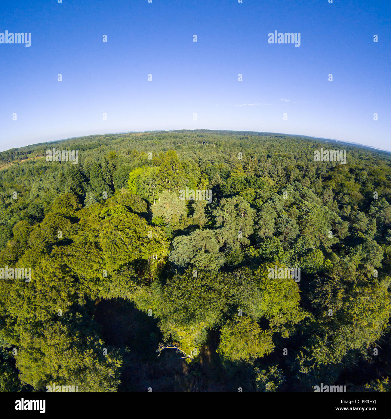 Antenna nuova foresta Drone foto con chiari cieli Foto Stock