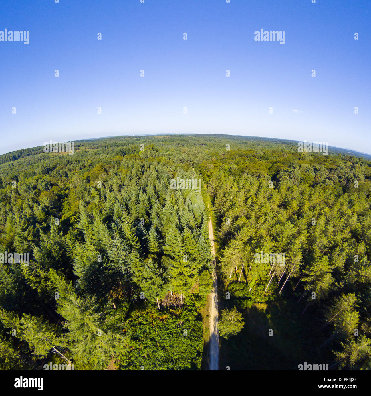Antenna nuova foresta Drone foto con chiari cieli Foto Stock