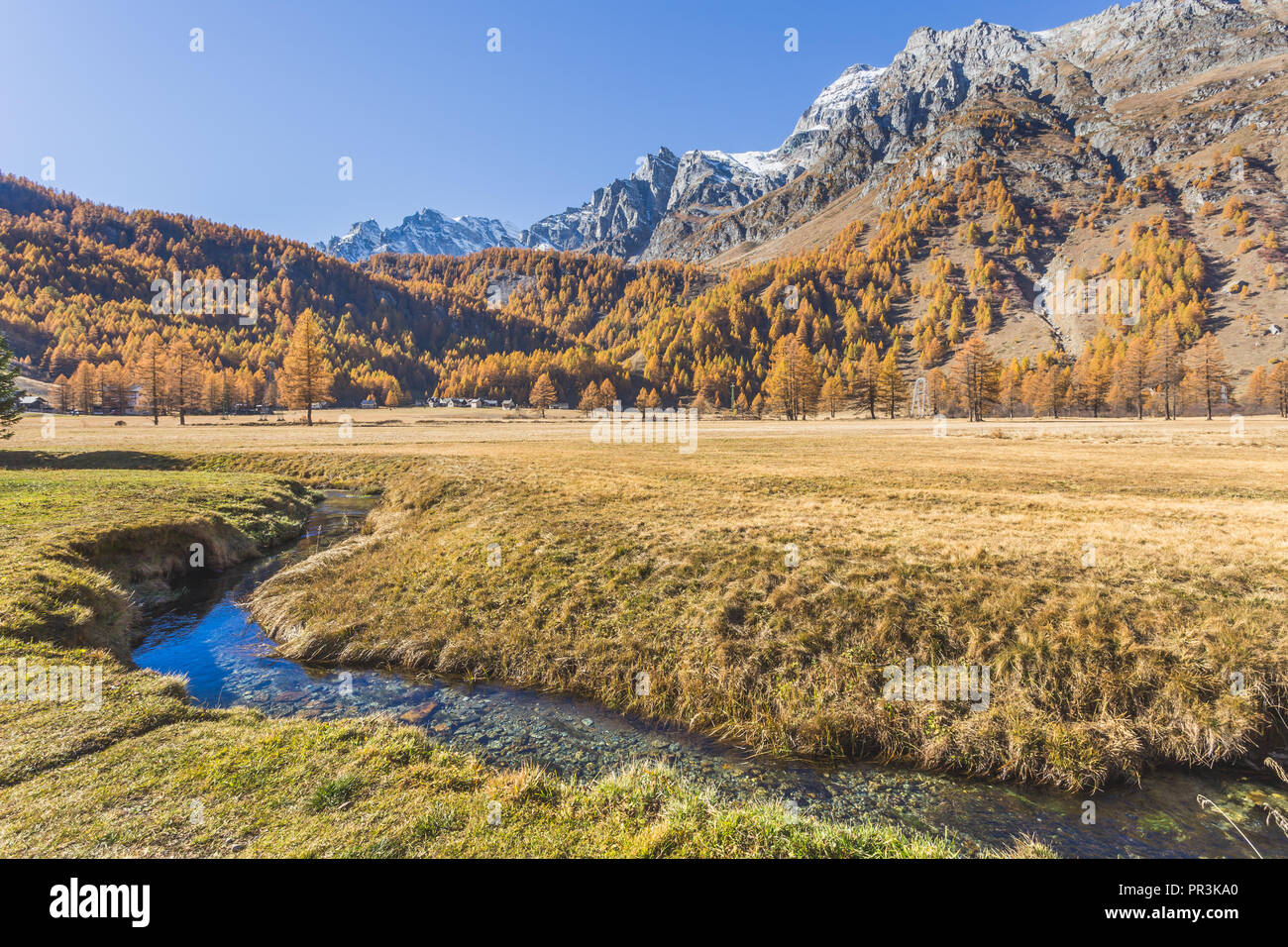 Larice colorato vicino al Lago di Devero, in autunno, Alpe Veglia e Alpe Devero parco naturale, Baceno, Verbano Cusio Ossola provincia, Piemonte, Italia Foto Stock