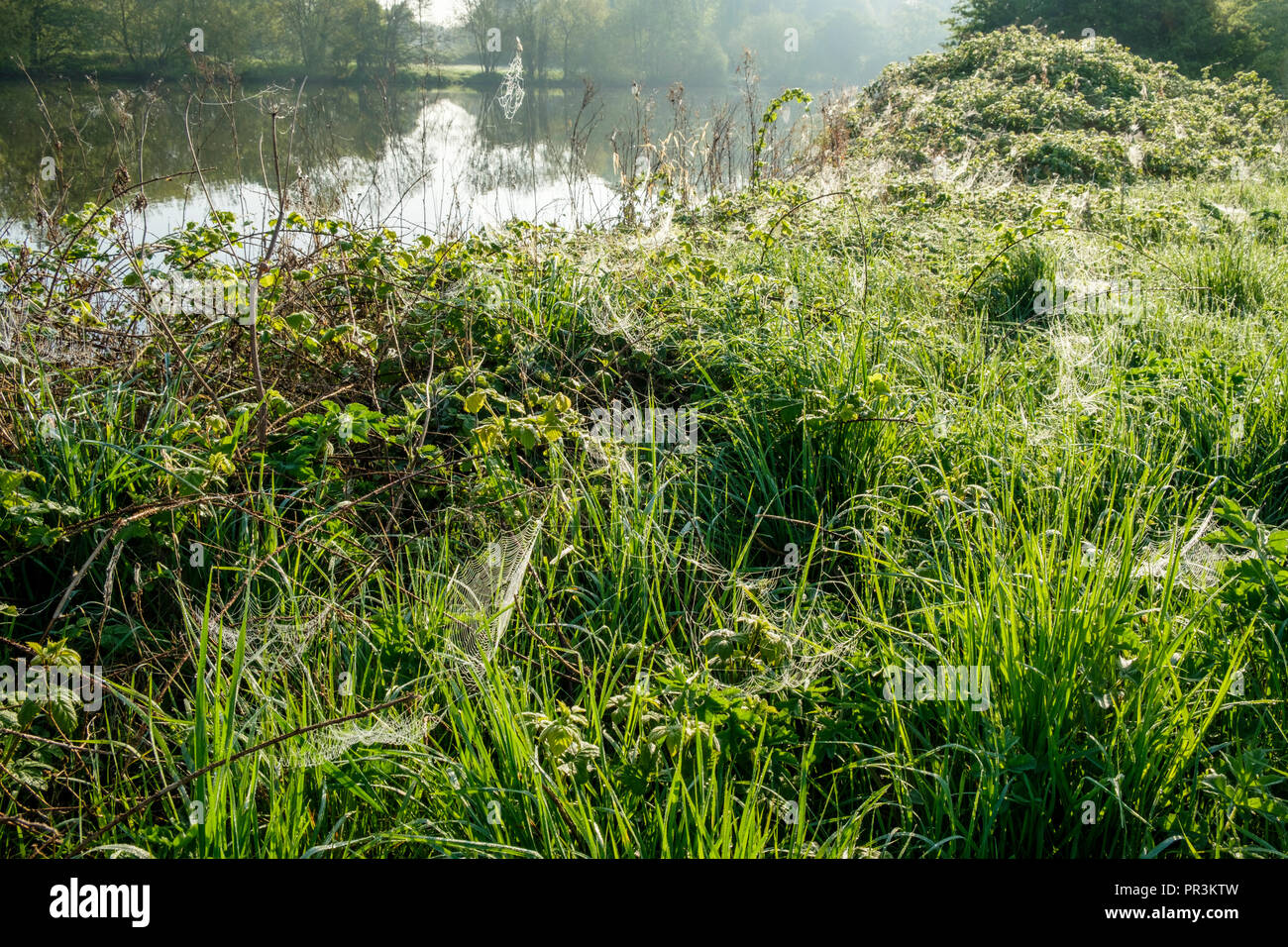 Inizio Rugiada di mattina su Spider's veli (ragnatele) ed erba lunga dal fiume Trent, Nottinghamshire, England, Regno Unito Foto Stock
