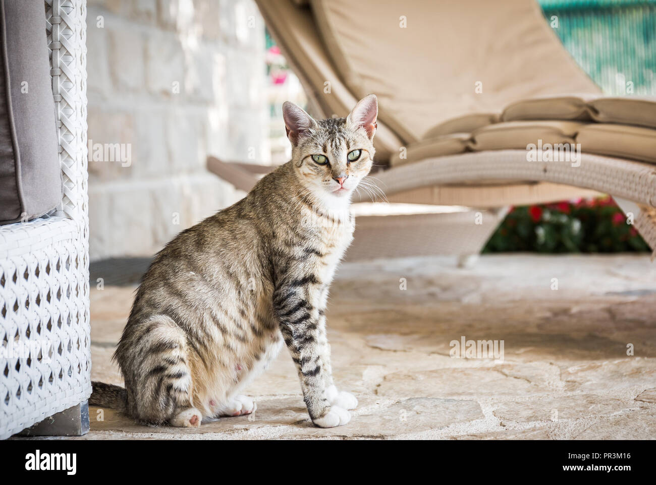 Ritratto di carino gattino domestico in posa all'aperto Foto Stock