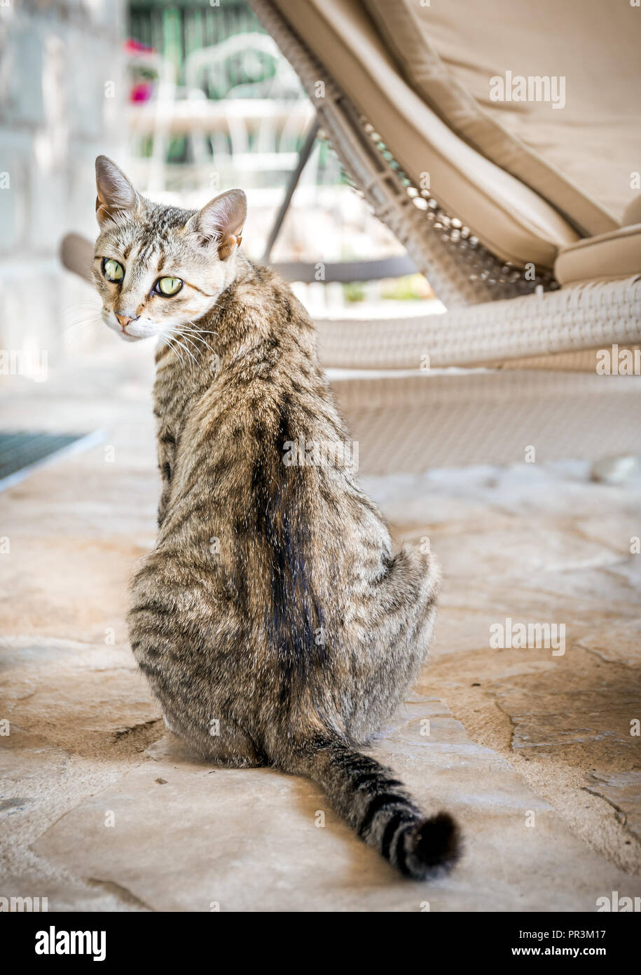 Ritratto di carino gattino domestico in posa all'aperto Foto Stock