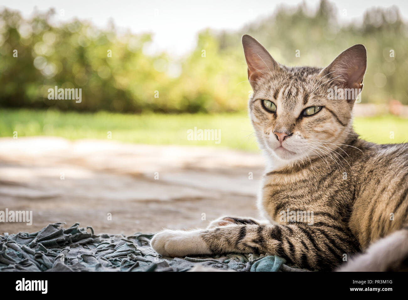 Ritratto di carino gattino domestico in posa all'aperto Foto Stock