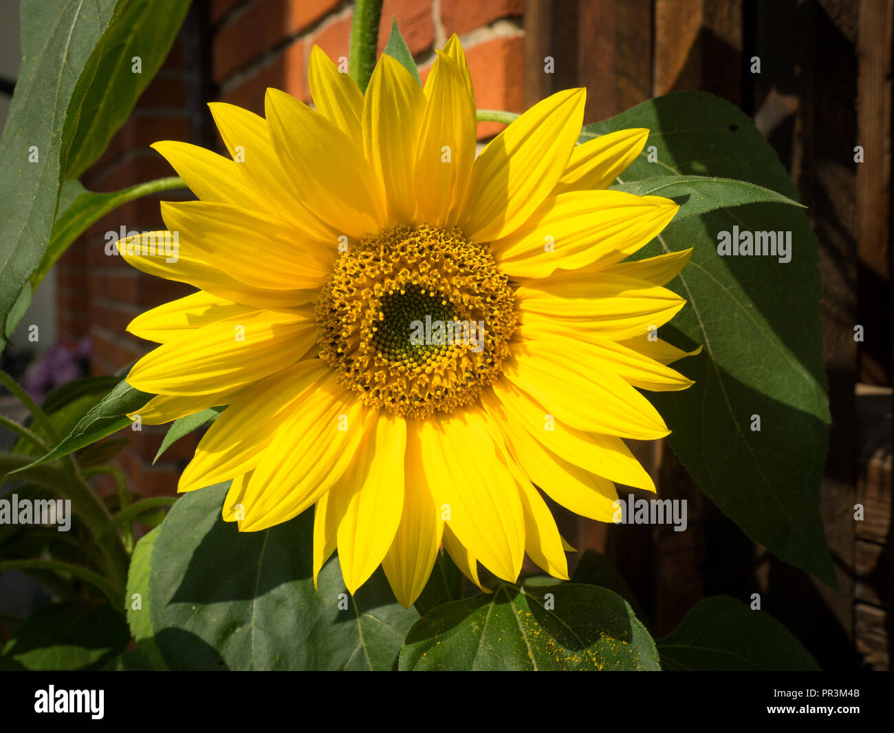 Primo piano di un girasole in fron di un muro di mattoni Foto Stock Primo piano di un girasole in fron di un muro di mattoni Foto Stock