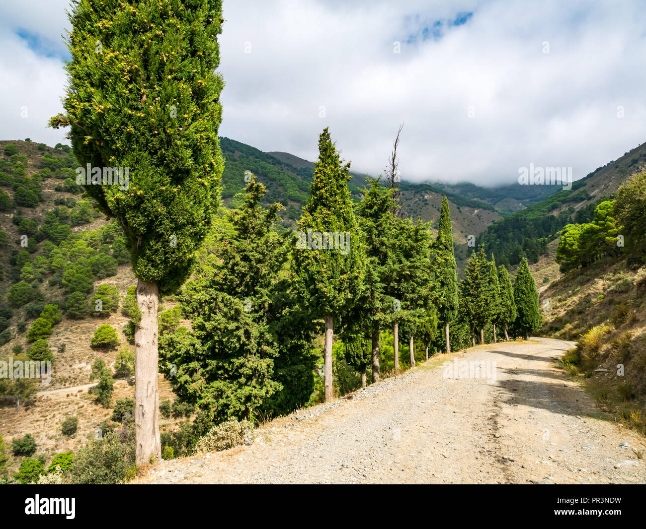 Viale alberato in montagna sterrato, Sierras de Tejeda parco naturale, Axarquia, Andalusia, Spagna Foto Stock