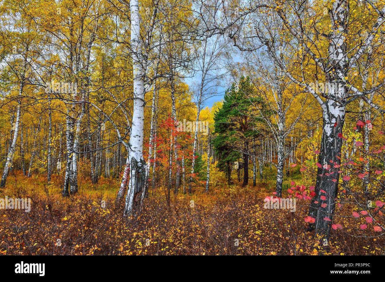 Bellissimo paesaggio romantico con foglie d'oro di betulle in autunno la stagione della foresta - caduta brillante background a caldo e soleggiato settembre giornata con il cloud Foto Stock