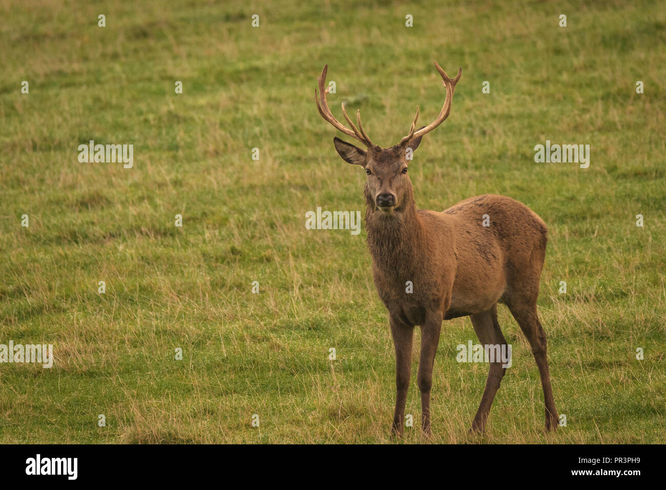 Stag Cervo Rosso in campo in Scozia, Regno Unito Foto Stock