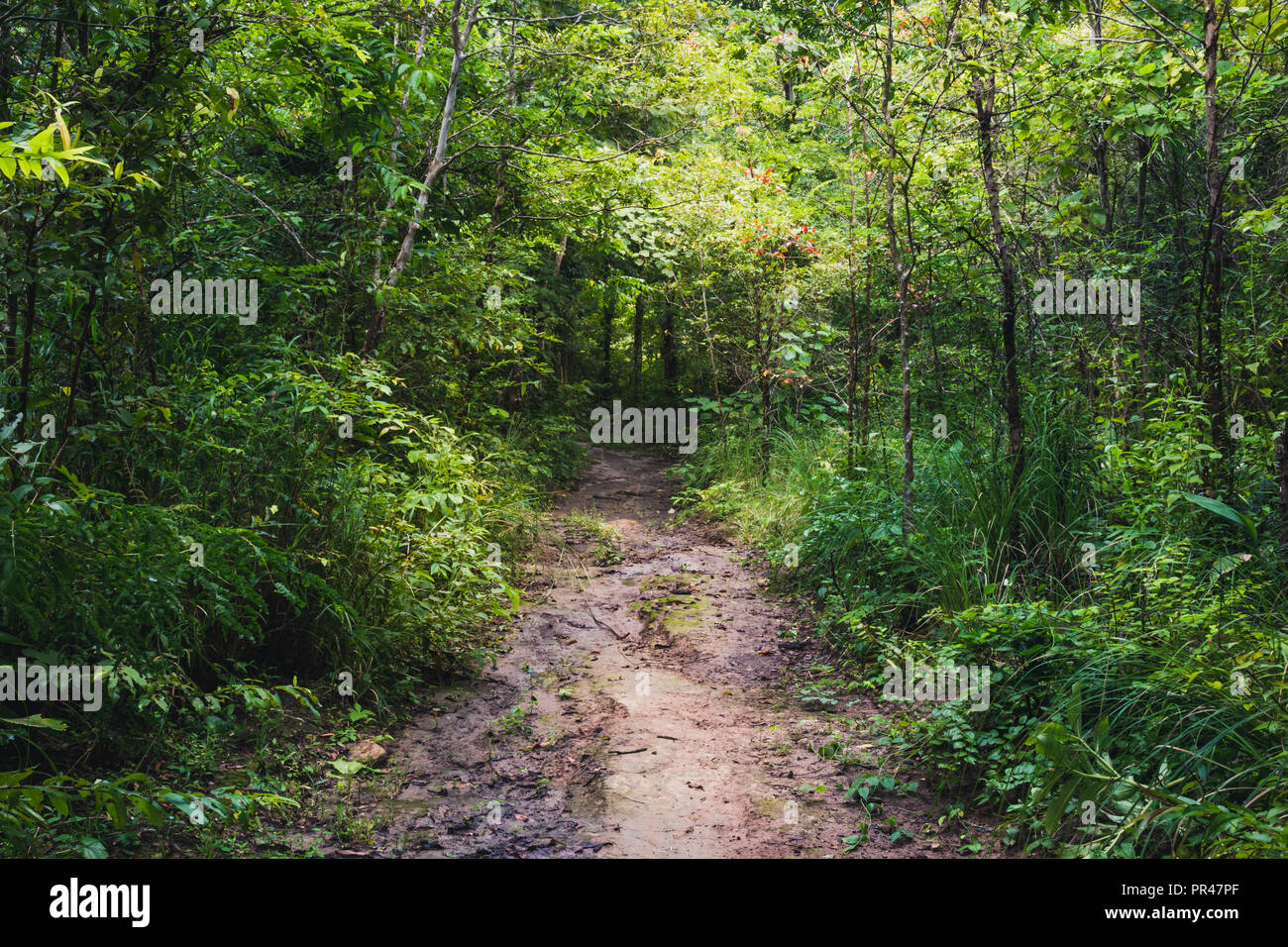 Passeggiata nella foresta misteriosa, effetto di colore scuro Foto Stock