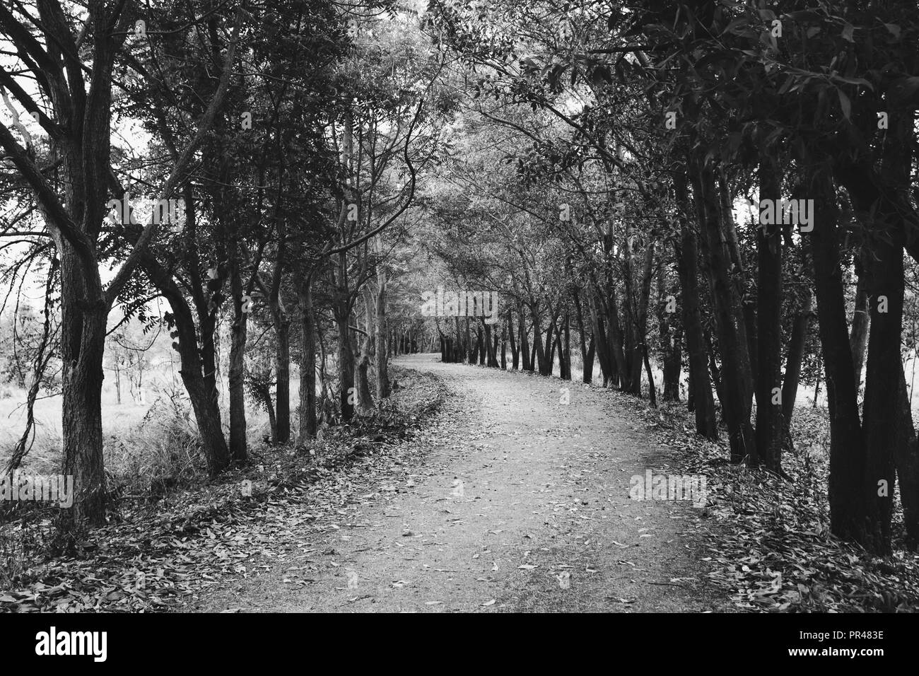 Passeggiata nella foresta misteriosa, effetto di colore scuro Foto Stock