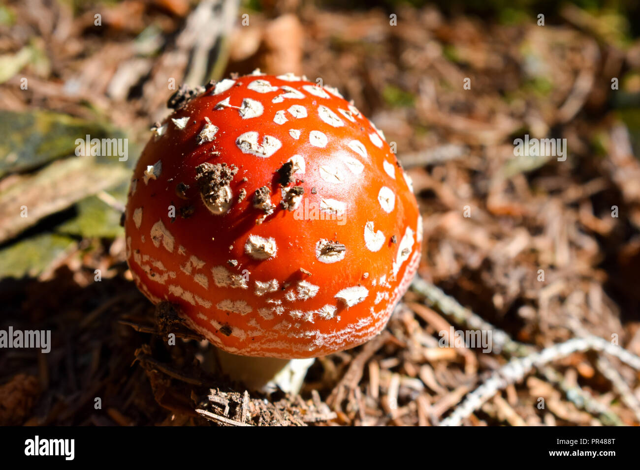 Giovani fly (fungo amanita muscaria). Foto Stock