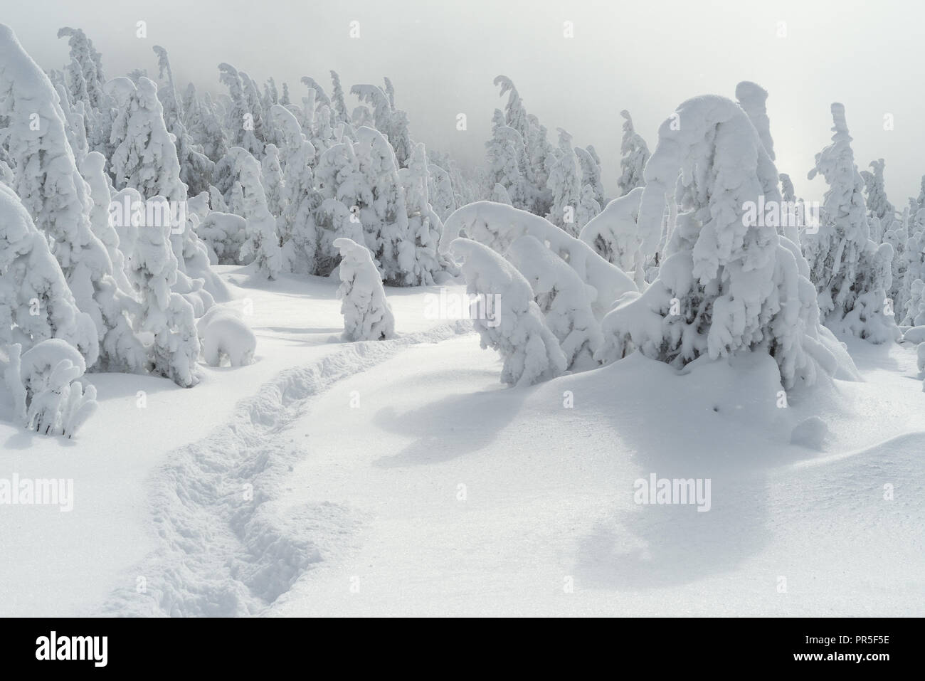 Paesaggio invernale con un sentiero in mezzo alla neve. Bosco di abete rosso in montagna. Meteo a sopraggitto. Carpazi, Ucraina, Europa Foto Stock
