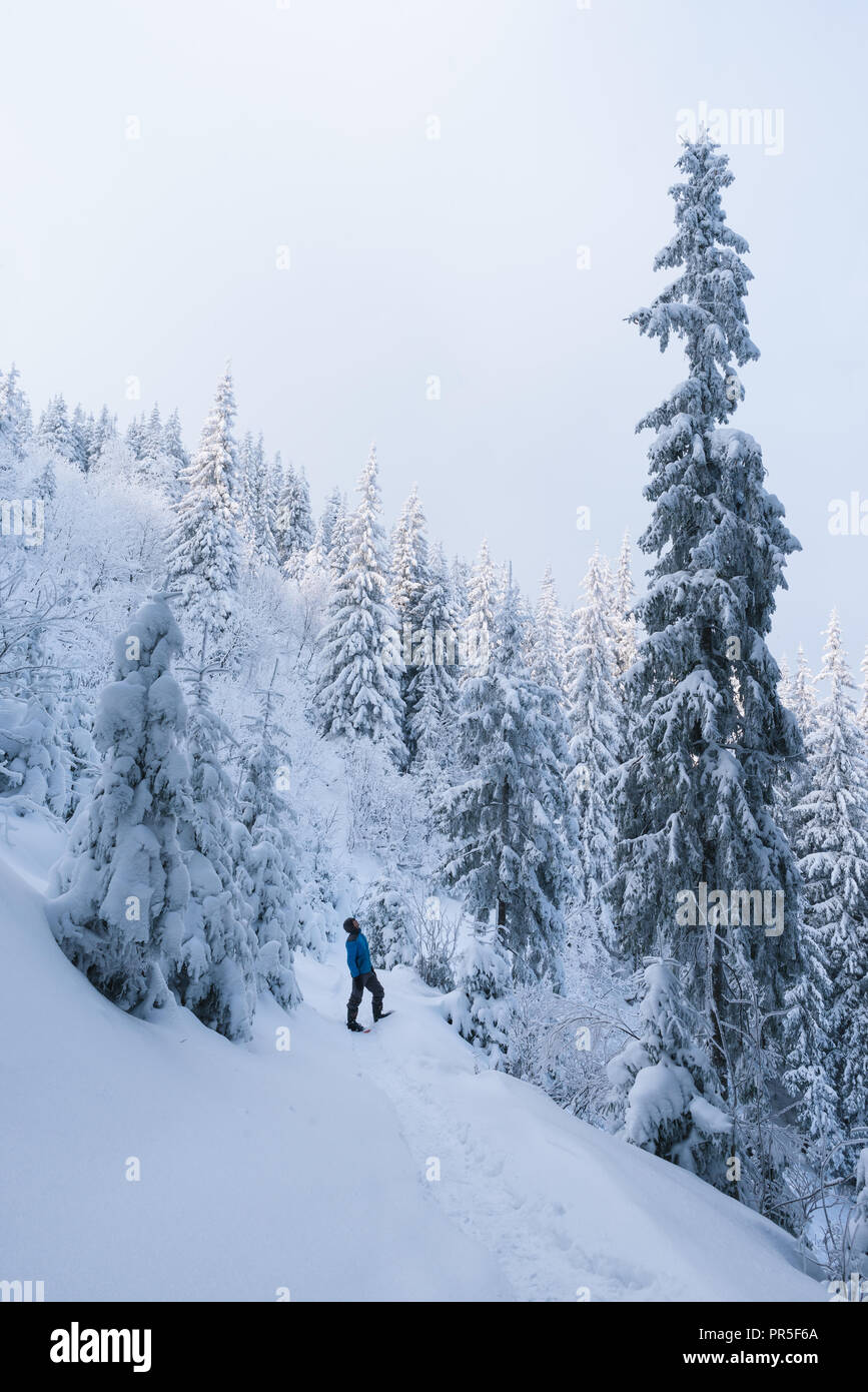 Il ragazzo guarda all'abete alta. Inverno in una foresta di montagna. Alberi nella neve Foto Stock