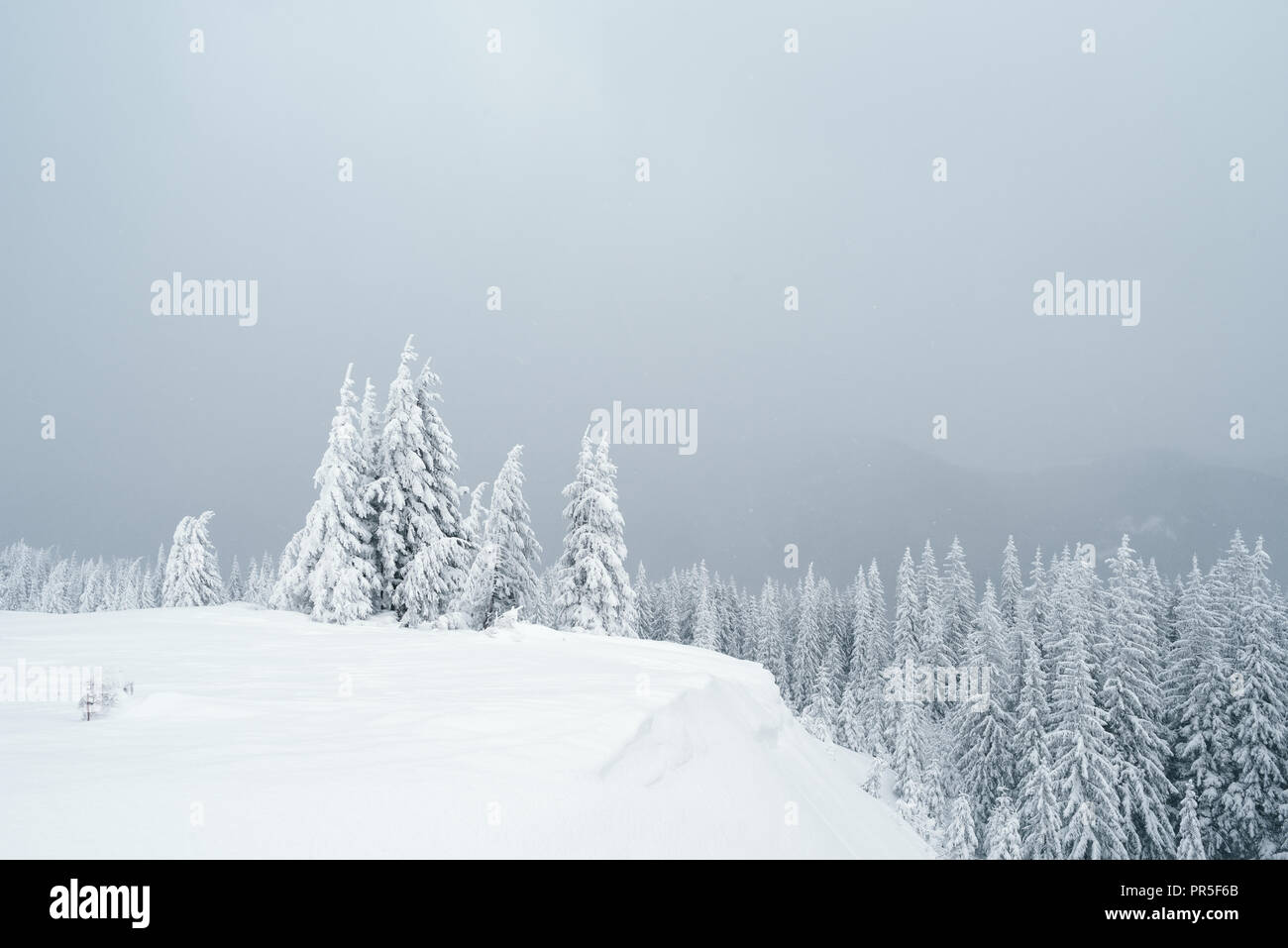 Paesaggio invernale con bosco di abeti coperti di neve. Nuvoloso Giorno Foto Stock