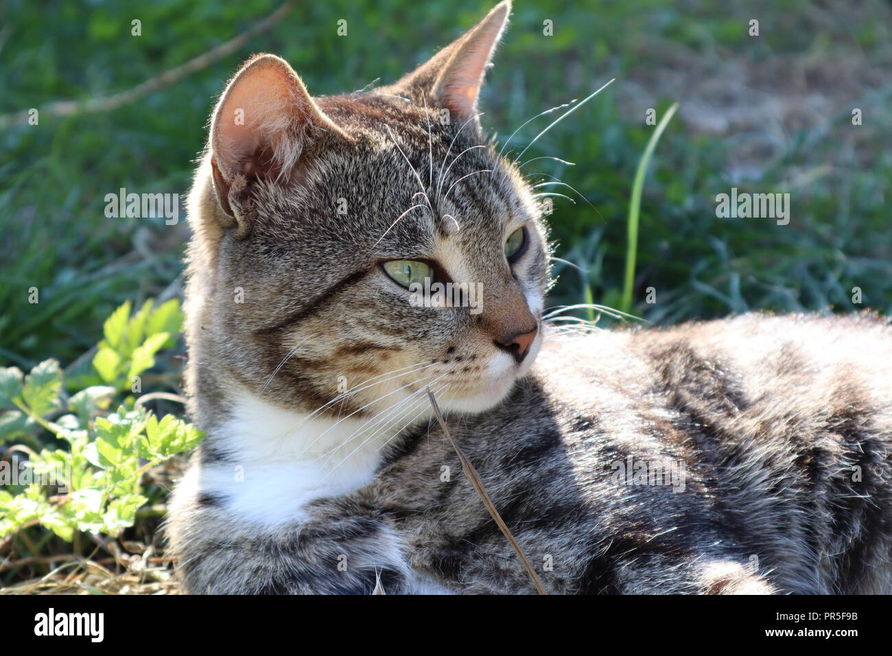 Gatto grigio crogiolarsi al sole Foto Stock