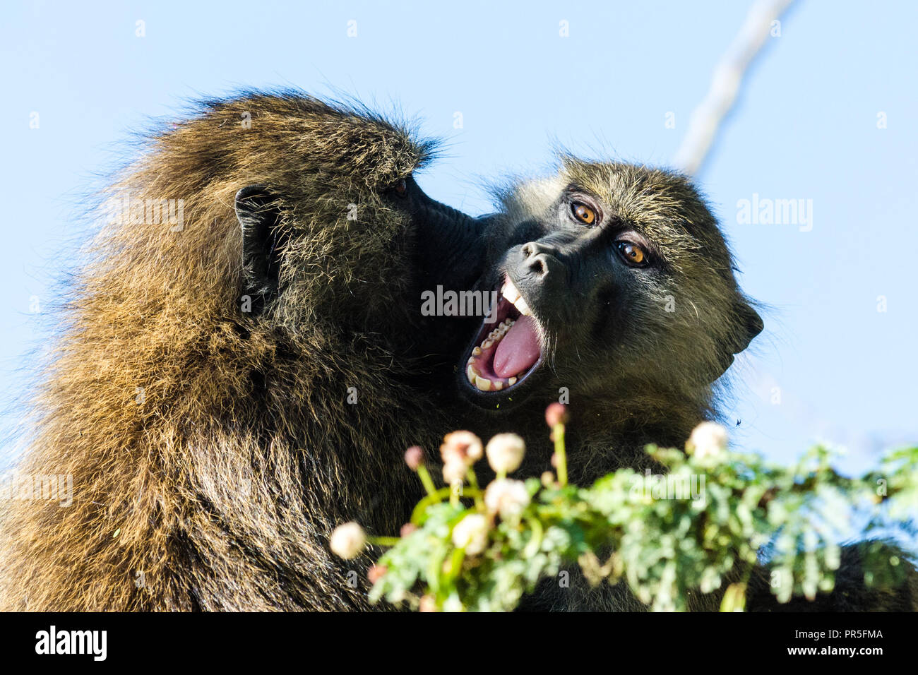 Due olive babbuini (papio anubis) combattimenti, Lake Nakuru, Kenya Foto Stock