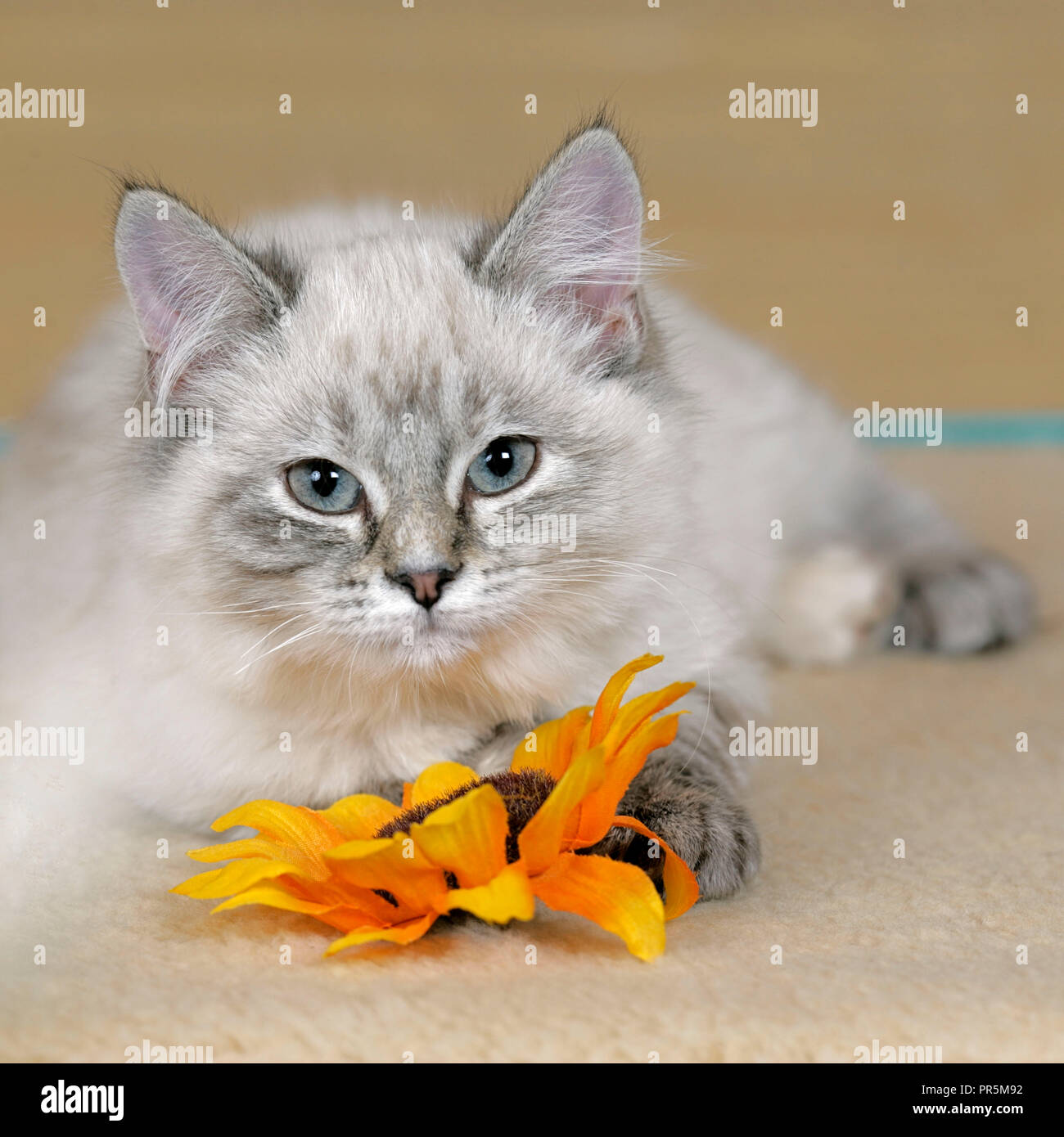 Carino tabby Kitten, giocando con fiore in casa, Foto Stock