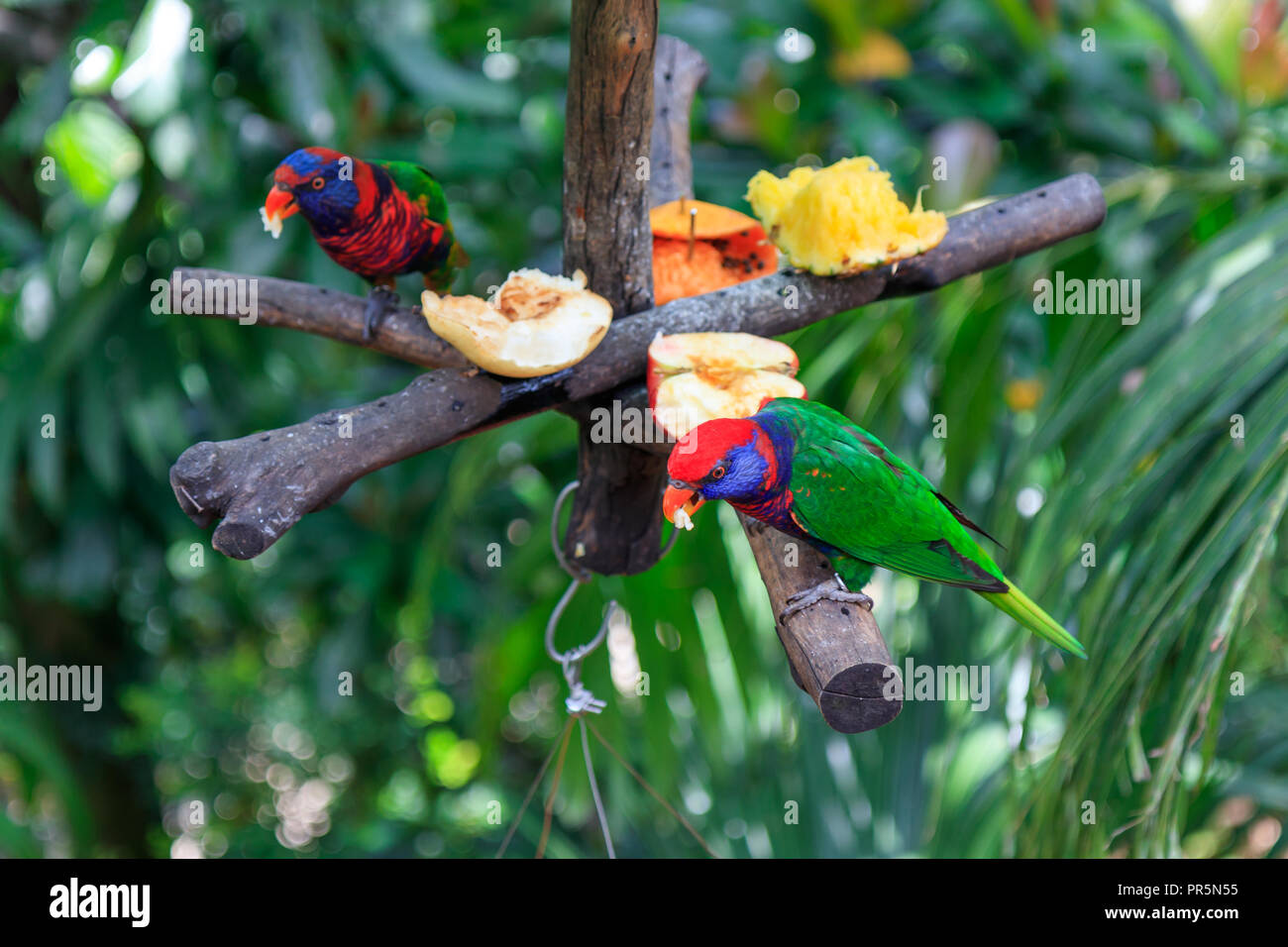 Due Amazzoni mangiare frutta Foto Stock