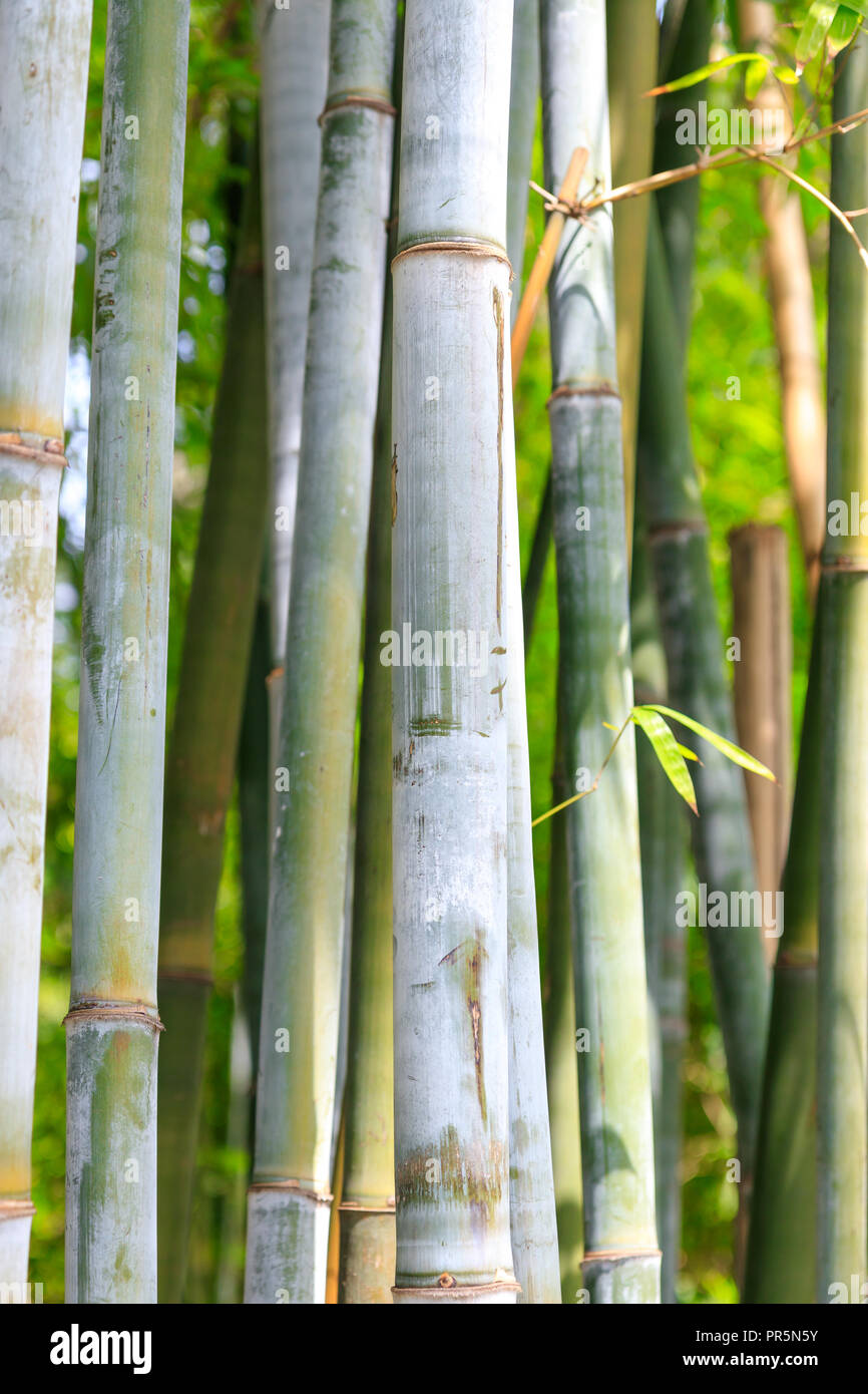 Una levetta di bambù Foto Stock