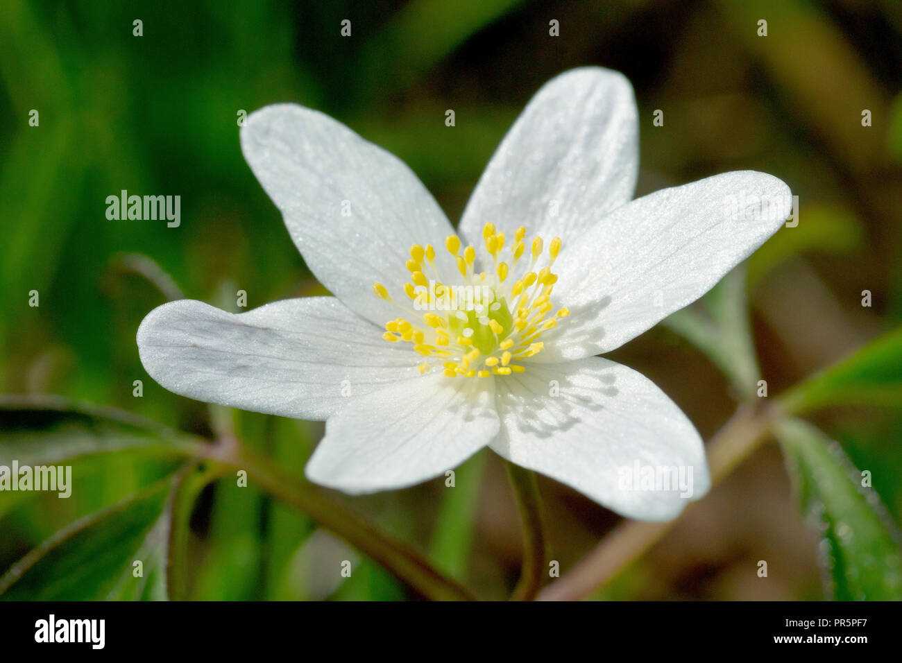 Legno (Anemone Anemone nemorosa ,), noto anche come Windflower, close up di un solitario fiore. Foto Stock