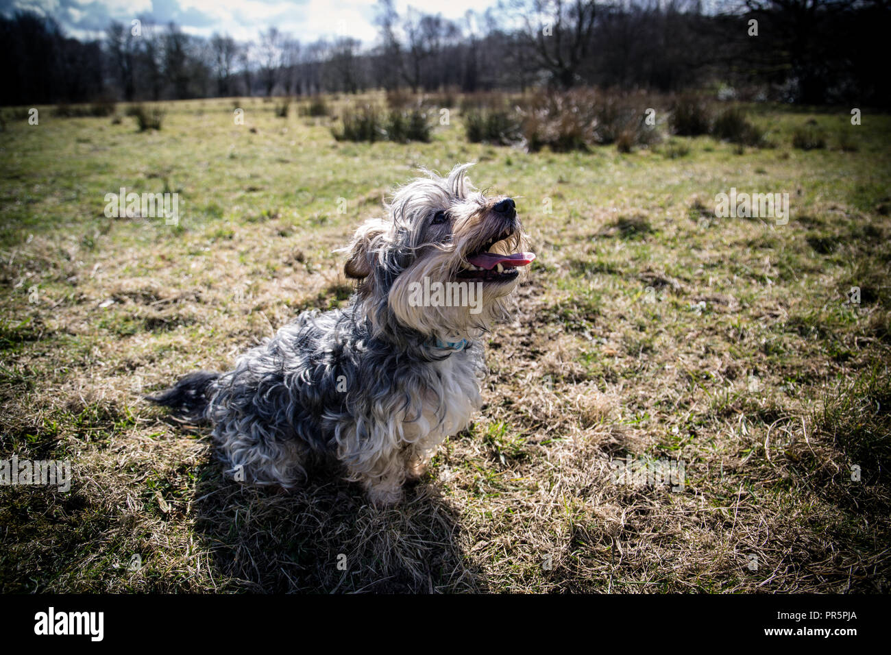 Fotografia del Reno a Yorkshire terrore/ Jack Russell onn una passeggiata Foto Stock