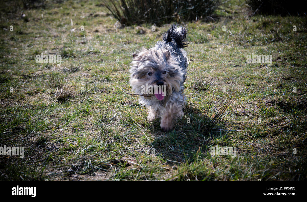 Fotografia del Reno a Yorkshire terrore/ Jack Russell onn una passeggiata Foto Stock