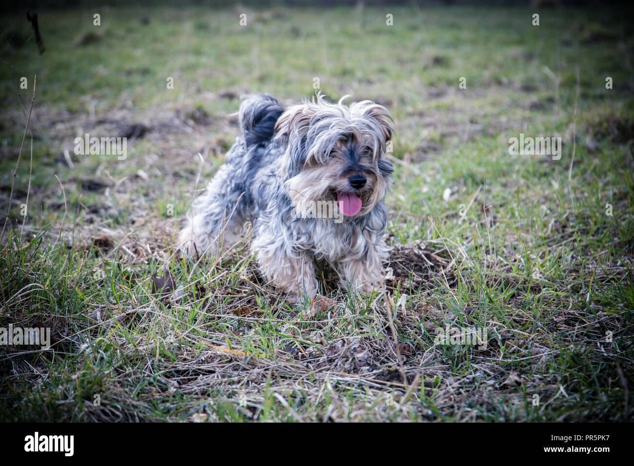 Fotografia del Reno a Yorkshire terrore/ Jack Russell onn una passeggiata Foto Stock