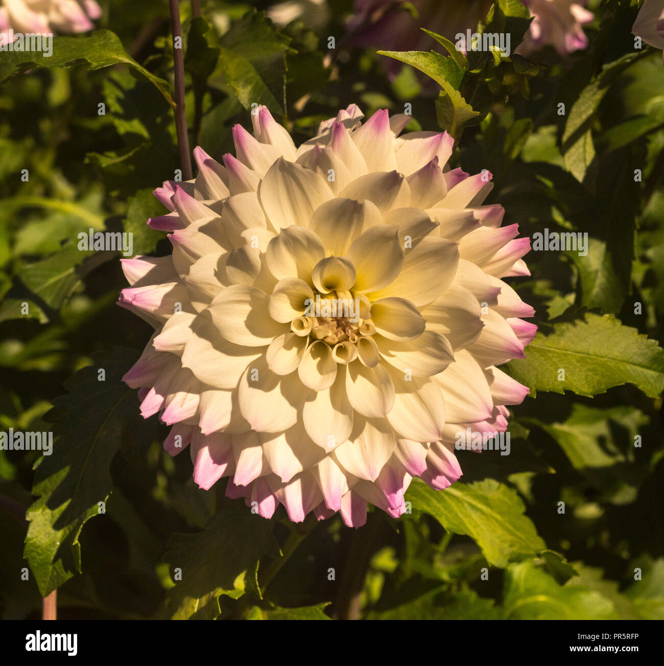 Il Dahlia (nome, Hapet occhi blu) nel giardino Dahlia Baden Baden vicino al parco Lichtentaler vicolo. Baden-Baden, Baden Württemberg, Germania Foto Stock