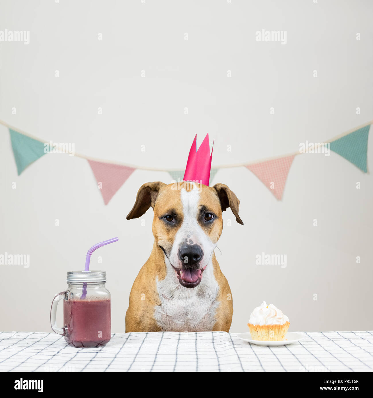 Il cane e il suo regalo di compleanno in forma di una festosa torta e una  bevanda. Grazioso cucciolo in una corona in posa nella sala decorata con un  muffin Foto stock -