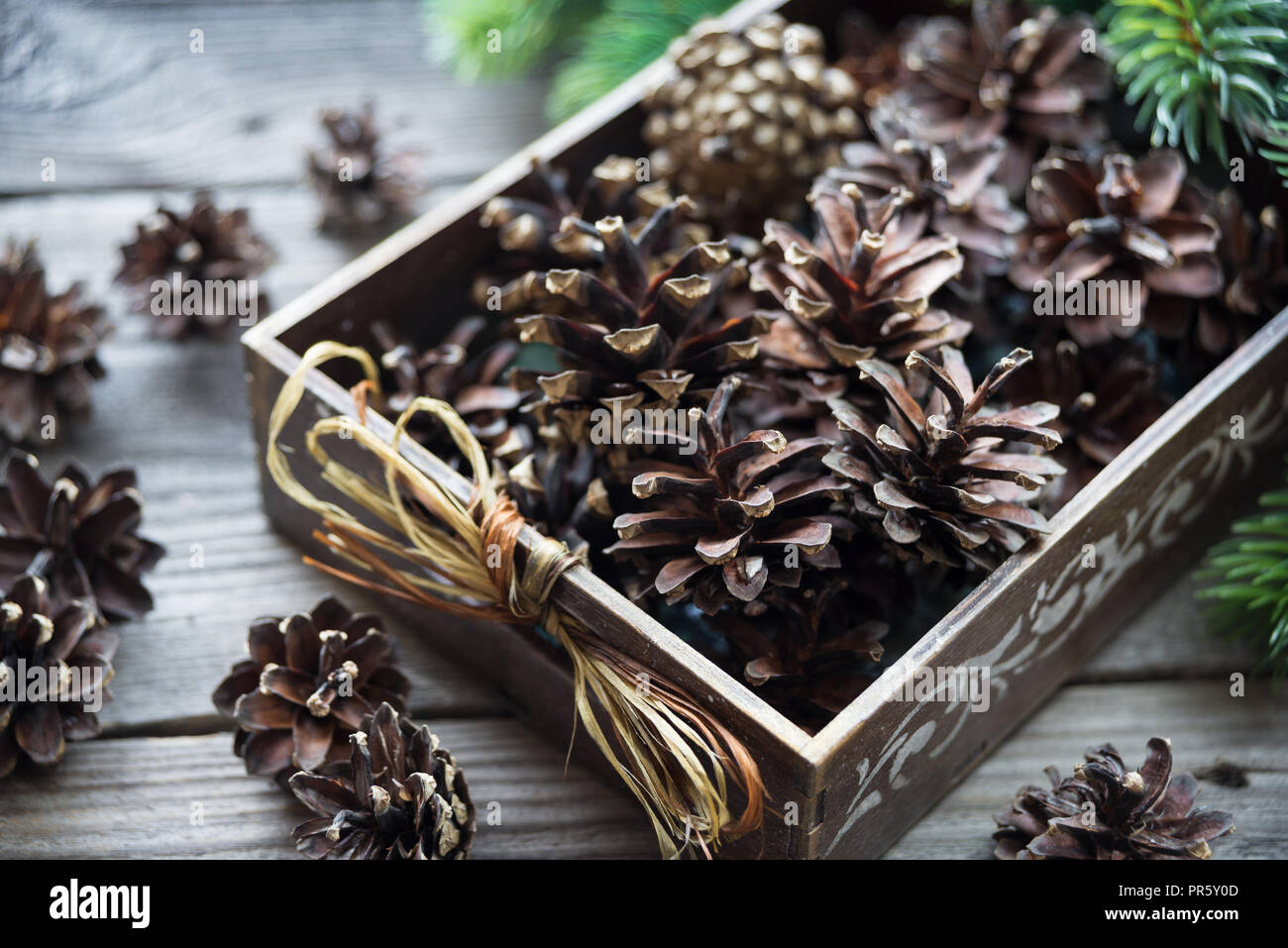 Natale concetto retrò: full scatola in legno di pino di coni e rosse bacche di agrifoglio e Abete rami sullo sfondo della vecchia non verniciata di tavole di legno Foto Stock