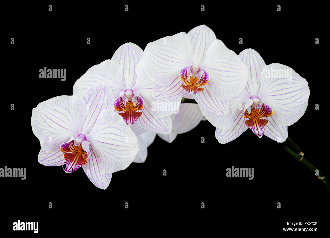 Ramo di orchidee bianche phalaenopsis fiore con strisce viola close-up, isolata su uno sfondo nero Foto Stock