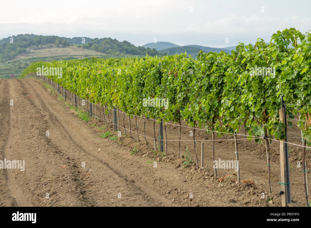 Terreno agricolo con vigneto Foto Stock