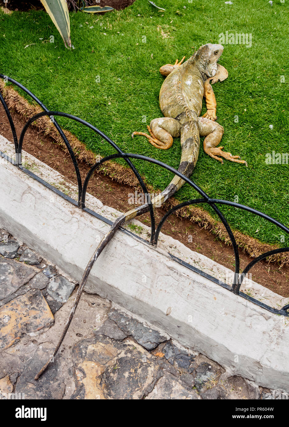 Iguana in Seminario Park, noto come iguane Park, Guayaquil, Guayas Provincia, Ecuador Foto Stock