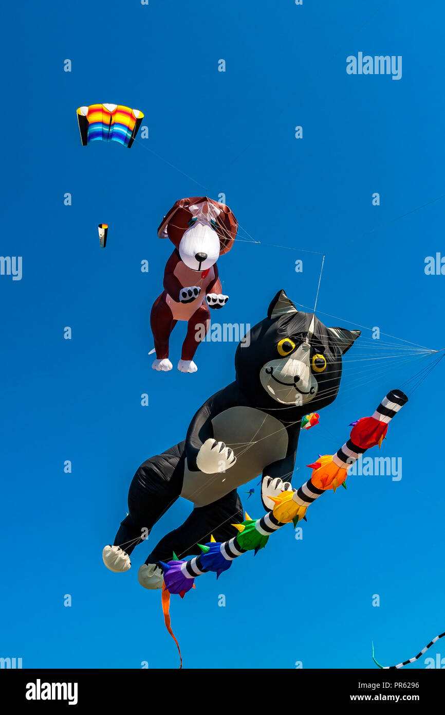 Novità di cane e di gatto aquiloni essendo volato contro un profondo cielo blu Foto Stock