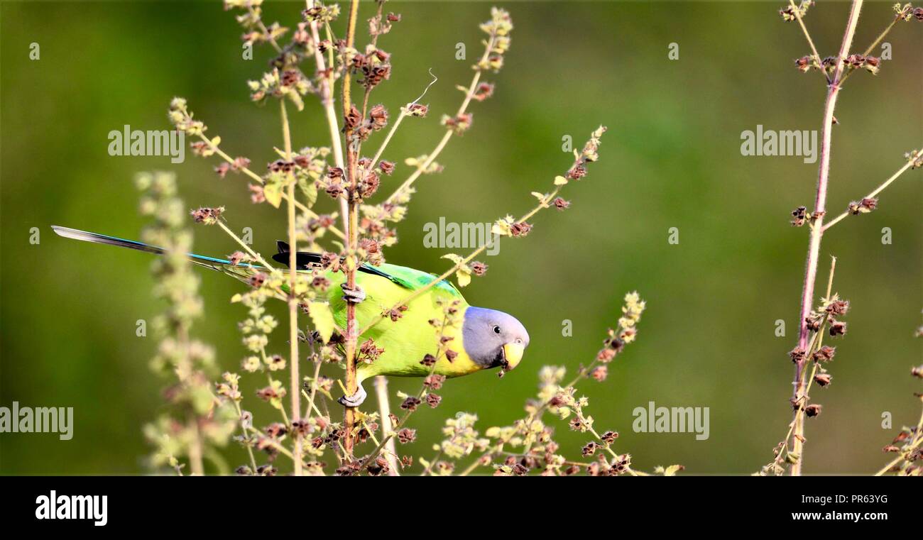 Prugna intitolata parrocchetto - Giovane uccelli / Parrot Foto Stock