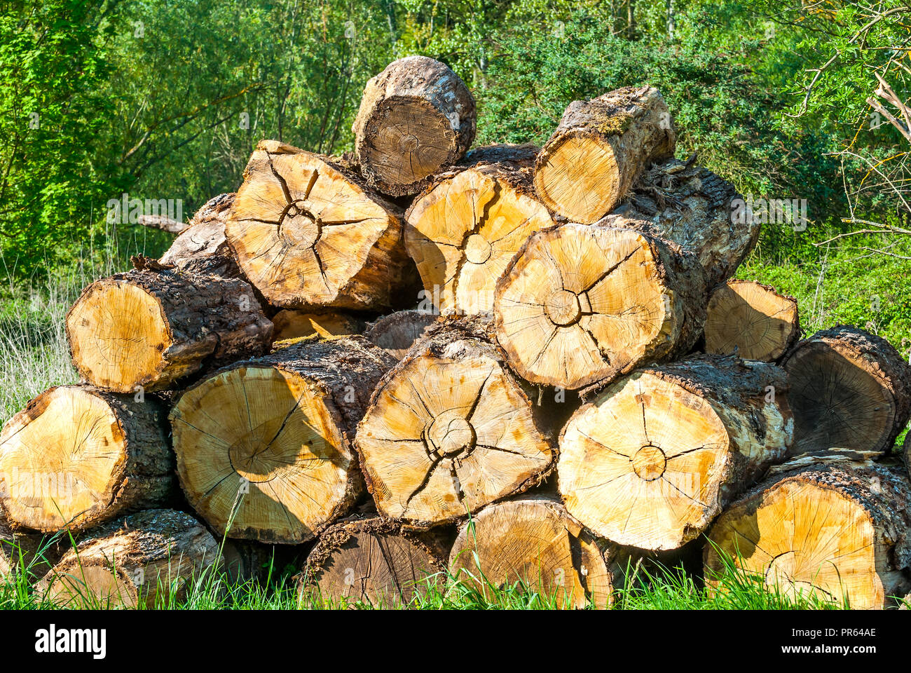 Accatastati tronchi di alberi - Francia. Foto Stock