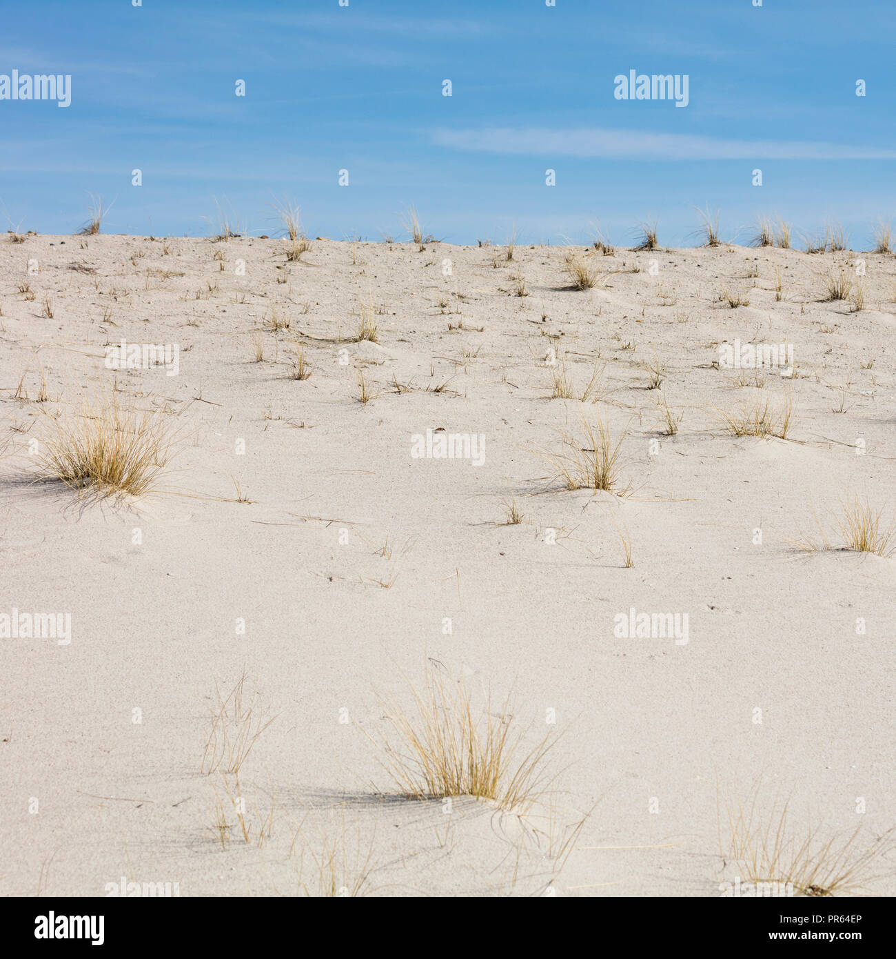 Dune di sabbia in elenco, Sylt, Nord Frisone Isola, Frisia settentrionale, Schleswig-Holstein, Germania, Europa Foto Stock Dune di sabbia in elenco, Sylt, Nord Frisone Isola, Frisia settentrionale, Schleswig-Holstein, Germania, Europa Foto Stock