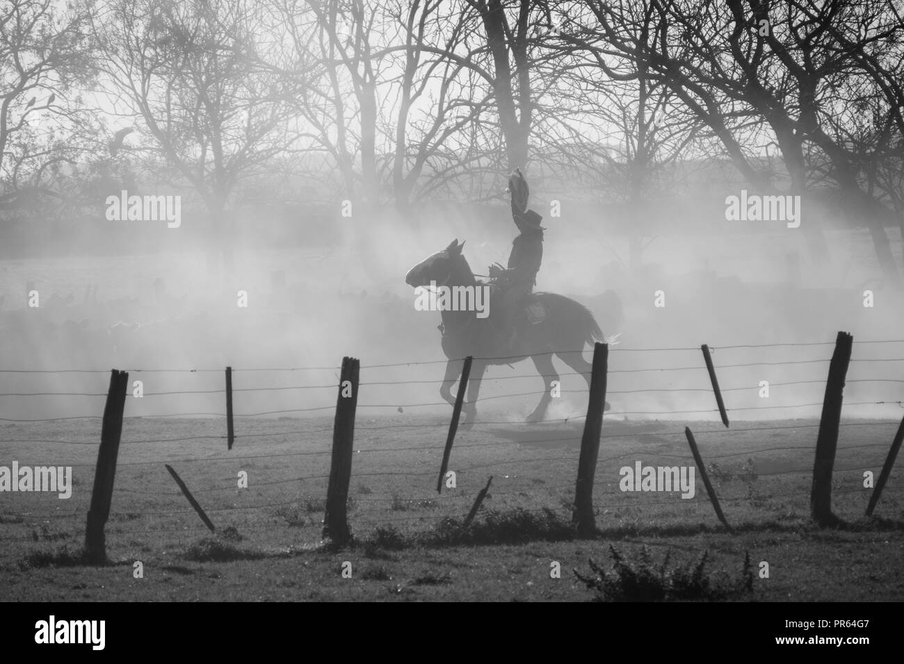 Gaucho in un rodeo con mucche Argentina. La pampa in Argentina Foto Stock