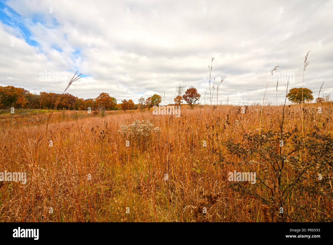 Prateria di erba in colori autunnali presso l'International Crane Foundation vicino a Baraboo, Wisconsin Foto Stock