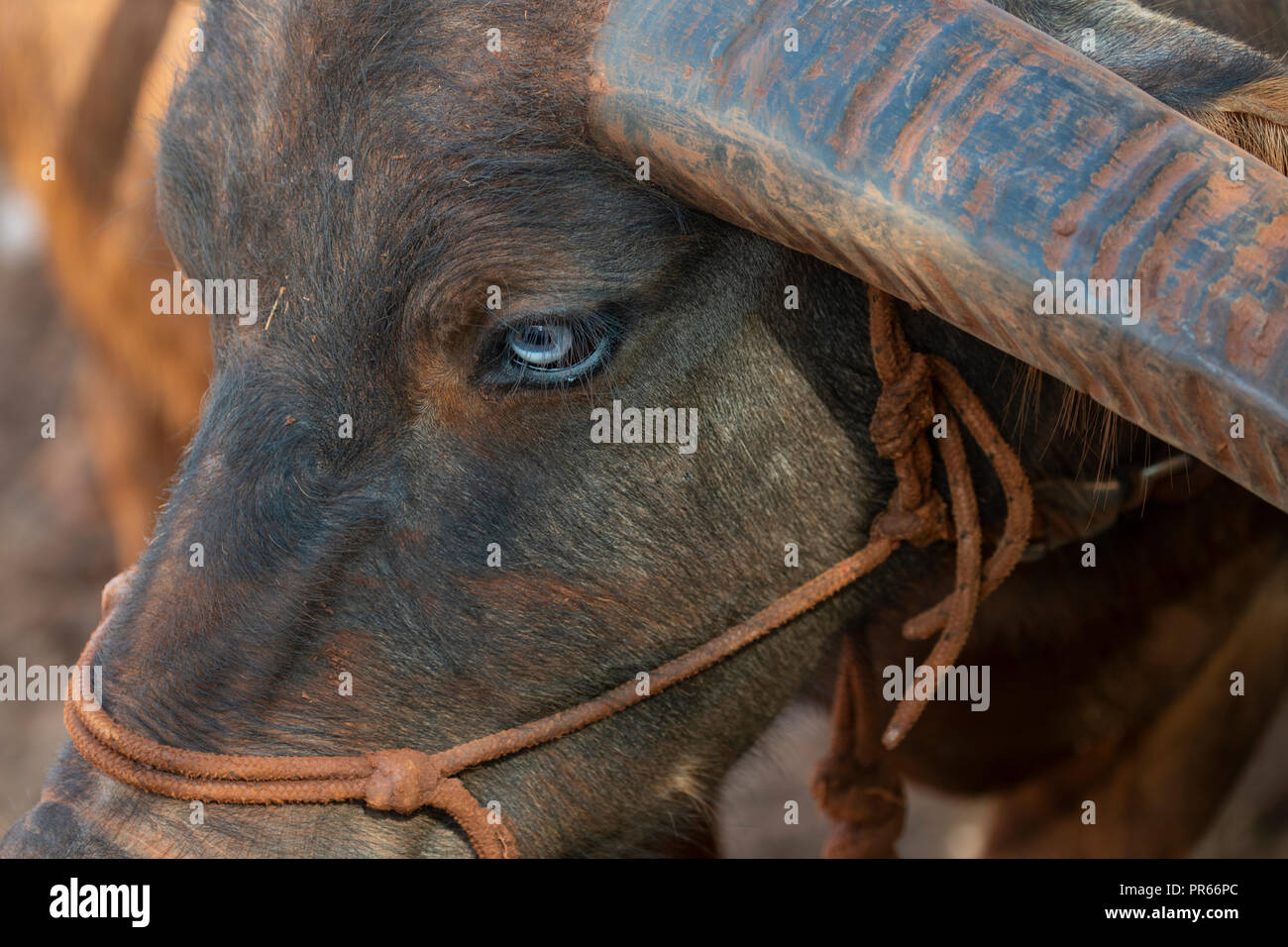 Australia, Territorio del Nord, Katherine, Katherine Outback esperienza. Blue eyed bufalo d'acqua, faccia particolare. Foto Stock